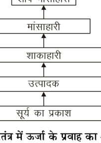 कक्षा 10 विज्ञान पाठ 13 हमारा पर्यावरण चित्र 5