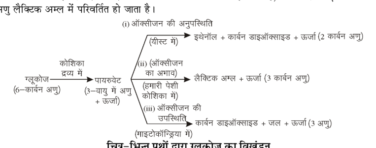 कक्षा 10 विज्ञान पाठ 5 जैव प्रक्रम चित्र 1