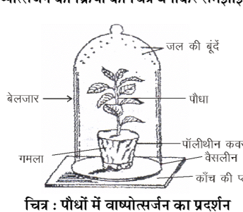 कक्षा 10 विज्ञान पाठ 5 जैव प्रक्रम चित्र 10