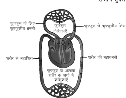 कक्षा 10 विज्ञान पाठ 5 जैव प्रक्रम चित्र 12