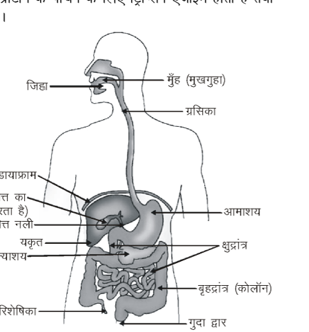 कक्षा 10 विज्ञान पाठ 5 जैव प्रक्रम चित्र 13