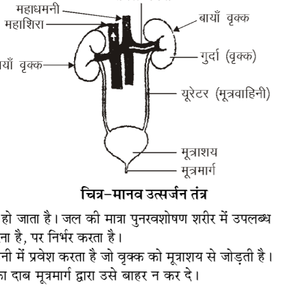 कक्षा 10 विज्ञान पाठ 5 जैव प्रक्रम चित्र 14
