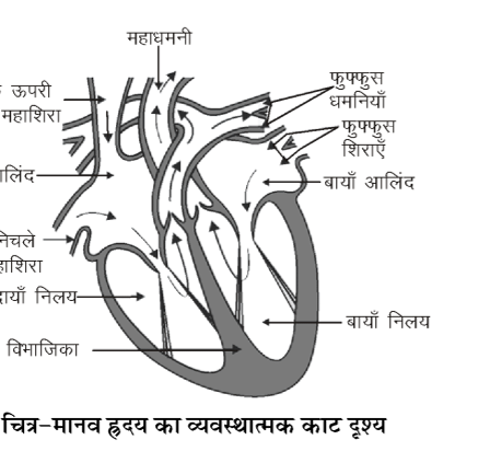 कक्षा 10 विज्ञान पाठ 5 जैव प्रक्रम चित्र 16