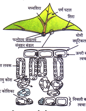 कक्षा 10 विज्ञान पाठ 5 जैव प्रक्रम चित्र 17