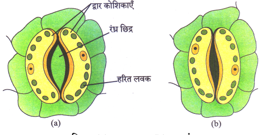 कक्षा 10 विज्ञान पाठ 5 जैव प्रक्रम चित्र 18