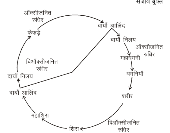 कक्षा 10 विज्ञान पाठ 5 जैव प्रक्रम चित्र 3