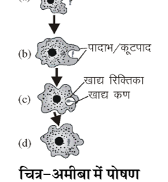 कक्षा 10 विज्ञान पाठ 5 जैव प्रक्रम चित्र 4