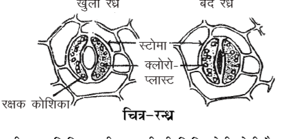 कक्षा 10 विज्ञान पाठ 5 जैव प्रक्रम चित्र 8