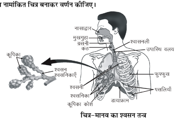 कक्षा 10 विज्ञान पाठ 5 जैव प्रक्रम चित्र 9