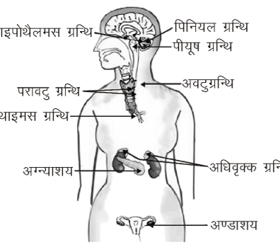 कक्षा 10 विज्ञान पाठ 6 नियंत्रण एवं समन्वय चित्र 10