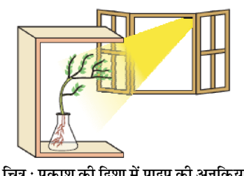 कक्षा 10 विज्ञान पाठ 6 नियंत्रण एवं समन्वय चित्र 4