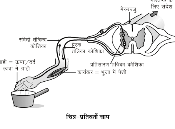 कक्षा 10 विज्ञान पाठ 6 नियंत्रण एवं समन्वय चित्र 6