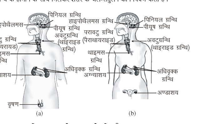कक्षा 10 विज्ञान पाठ 6 नियंत्रण एवं समन्वय चित्र 7