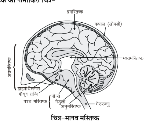 कक्षा 10 विज्ञान पाठ 6 नियंत्रण एवं समन्वय चित्र 9