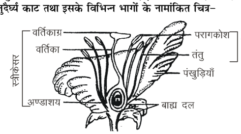 कक्षा 10 विज्ञान पाठ 7 जीव जनन कैसे करते हैं चित्र 1