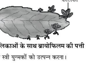 कक्षा 10 विज्ञान पाठ 7 जीव जनन कैसे करते हैं चित्र 12