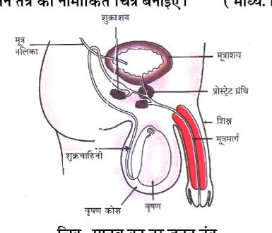 कक्षा 10 विज्ञान पाठ 7 जीव जनन कैसे करते हैं चित्र 13