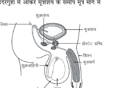 कक्षा 10 विज्ञान पाठ 7 जीव जनन कैसे करते हैं चित्र 16