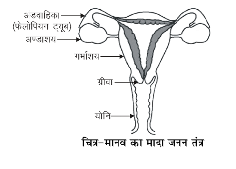 कक्षा 10 विज्ञान पाठ 7 जीव जनन कैसे करते हैं चित्र 17