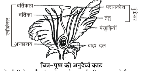कक्षा 10 विज्ञान पाठ 7 जीव जनन कैसे करते हैं चित्र 18