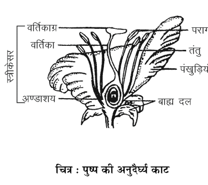 कक्षा 10 विज्ञान पाठ 7 जीव जनन कैसे करते हैं चित्र 23