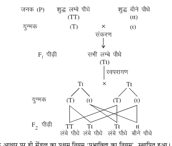 कक्षा 10 विज्ञान पाठ 8 आनुवंशिकता चित्र 1