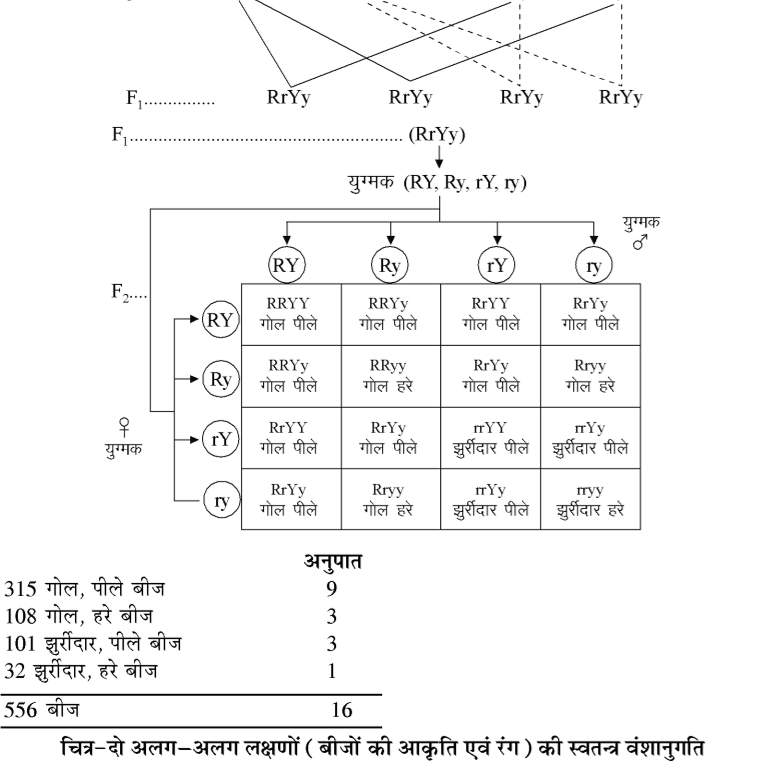 कक्षा 10 विज्ञान पाठ 8 आनुवंशिकता चित्र 2