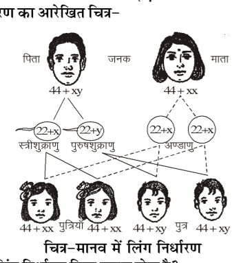 कक्षा 10 विज्ञान पाठ 8 आनुवंशिकता चित्र 4