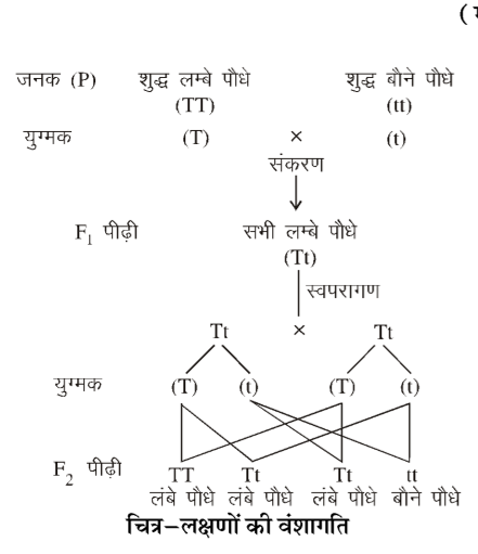 कक्षा 10 विज्ञान पाठ 8 आनुवंशिकता चित्र 5