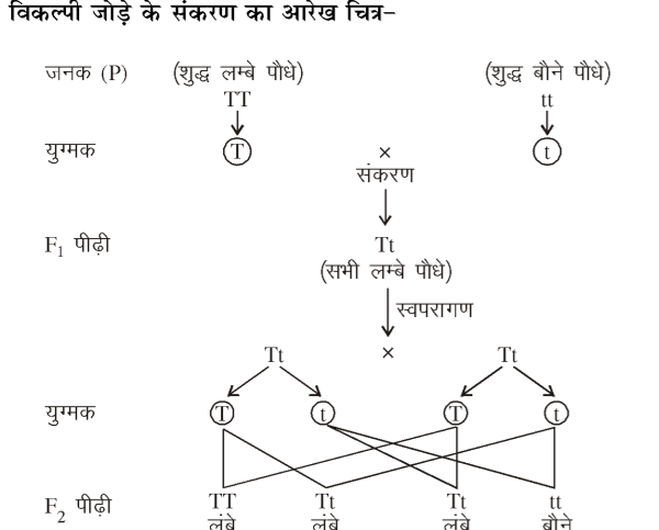 कक्षा 10 विज्ञान पाठ 8 आनुवंशिकता चित्र 7