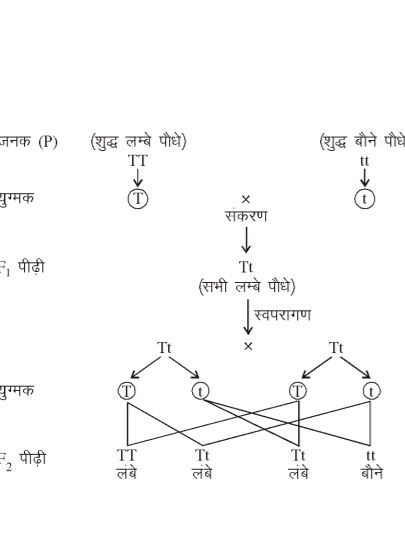 कक्षा 10 विज्ञान पाठ 8 आनुवंशिकता चित्र 8