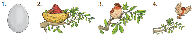 What a Bird Thought Diagram 3
