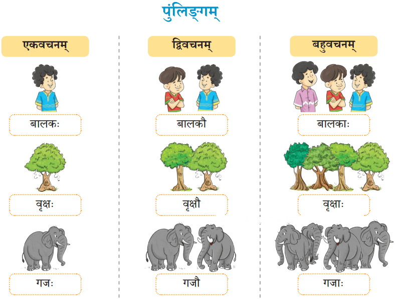 एषः कः एषा का एतत् किम् Diagram 12