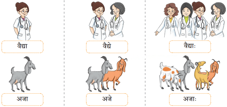 एषः कः एषा का एतत् किम् Diagram 14