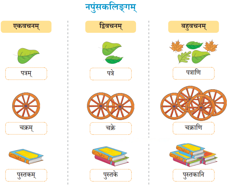 एषः कः एषा का एतत् किम् Diagram 15