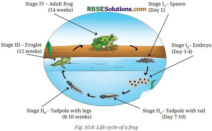 Living Creatures: Exploring their Characteristics Diagram 10