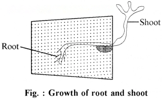 Living Creatures: Exploring their Characteristics Diagram 4