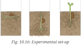 Living Creatures: Exploring their Characteristics Diagram 5
