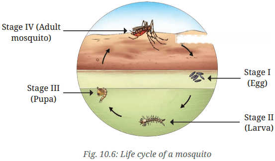 Living Creatures: Exploring their Characteristics Diagram 9