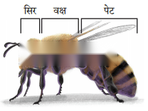 कक्षा 7 गणित पाठ 3 बिंदु से परे एक दृष्टि चित्र 3