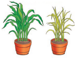 Life Processes in Plants Diagram 2