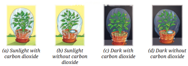 Life Processes in Plants Diagram 3