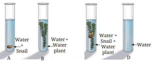 Life Processes in Plants Diagram 4