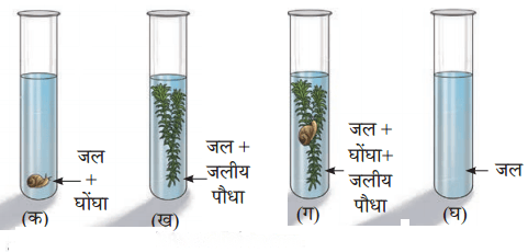 कक्षा 7 विज्ञान पाठ 10 पादपों में जैव प्रक्रम चित्र 3