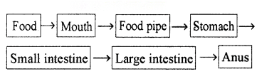 Life Processes in Animals Diagram 2