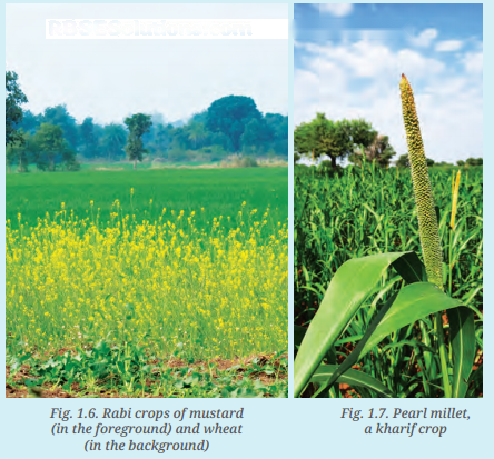 The Story of Indian Farming Diagram 2