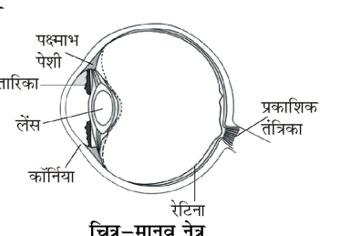कक्षा 8 विज्ञान पाठ 13 चित्र 3
