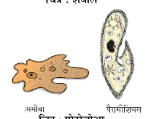 कक्षा 8 विज्ञान पाठ 3 चित्र 2