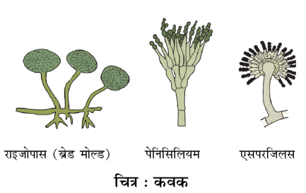 कक्षा 8 विज्ञान पाठ 3 चित्र 3