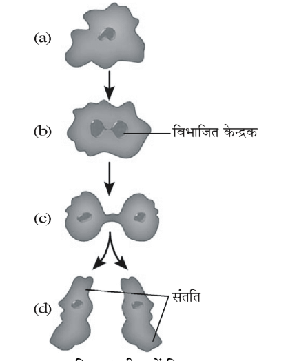कक्षा 8 विज्ञान पाठ 6 चित्र 1
